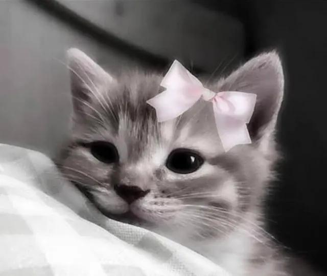 Sweet delight